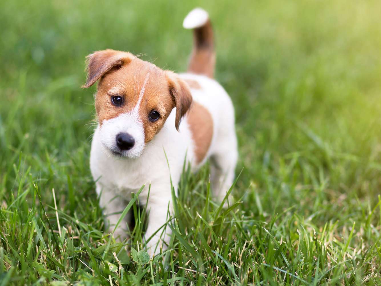 a cute dog standing in grass