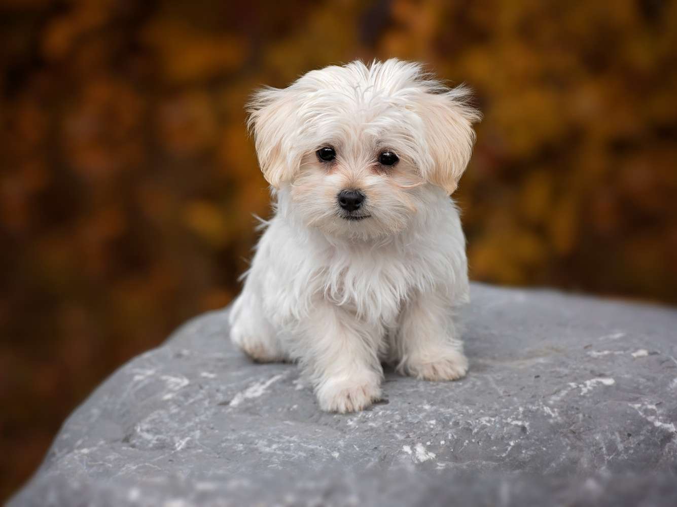 a small white dog sitting on a rock