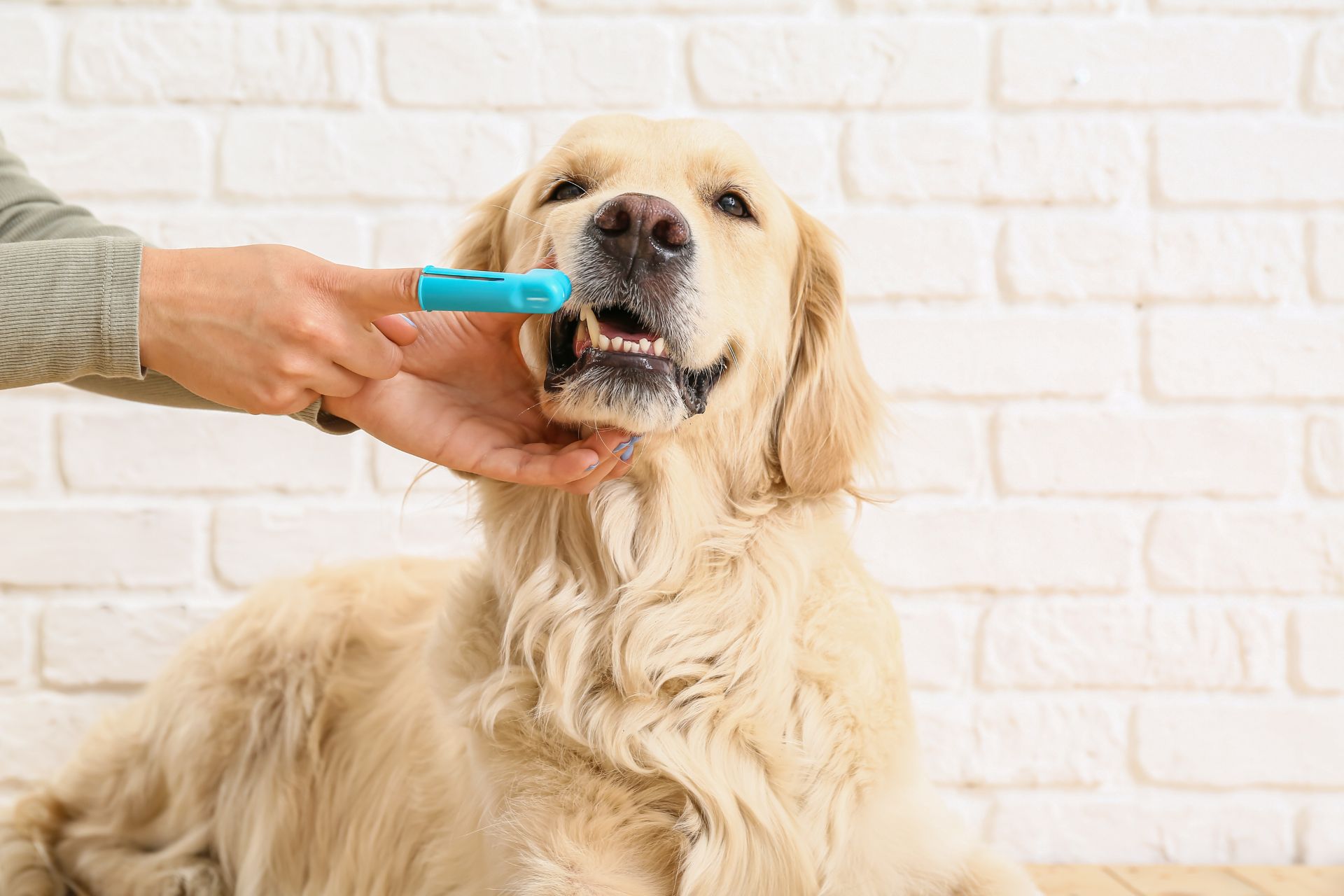 a person brushing dog's teeth