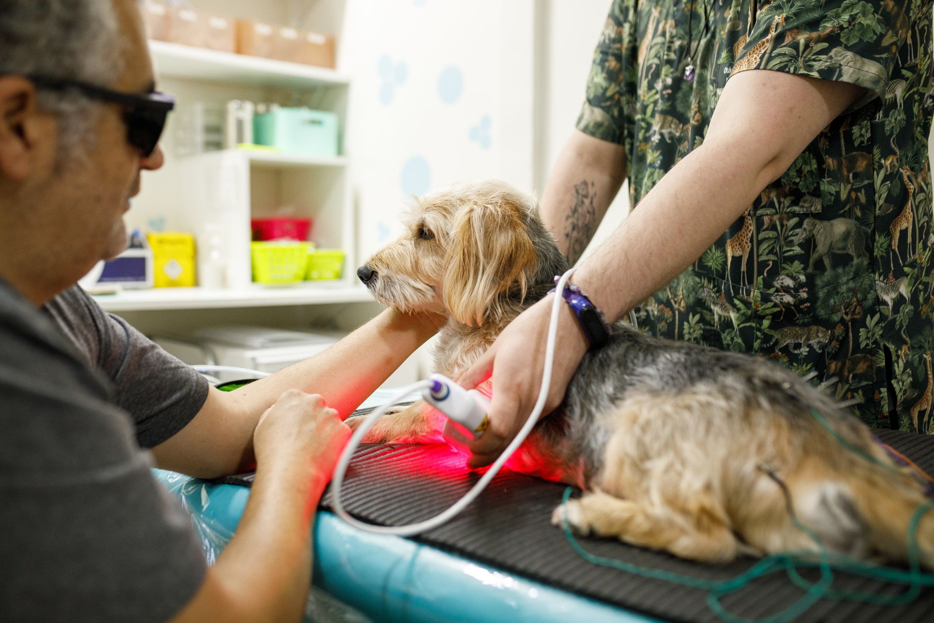 dog getting laser therapy