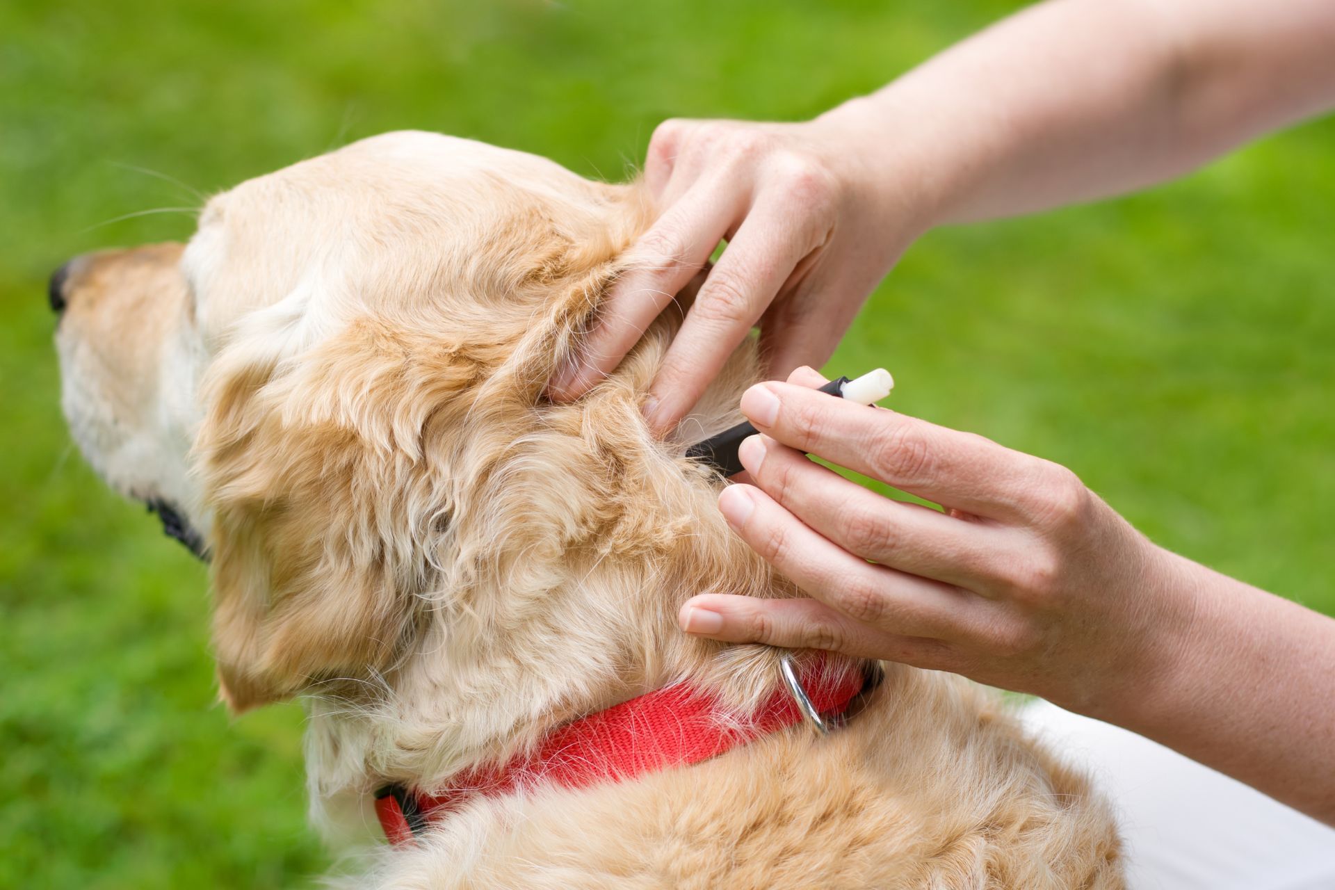 a person applying medicines on dog's head