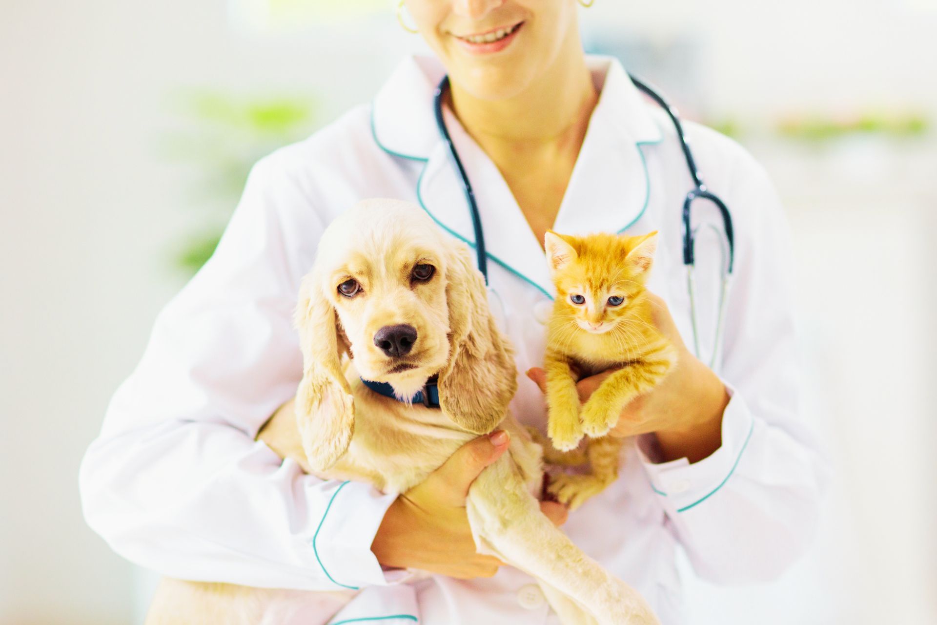 veterinarian holding a puppy and a kitten