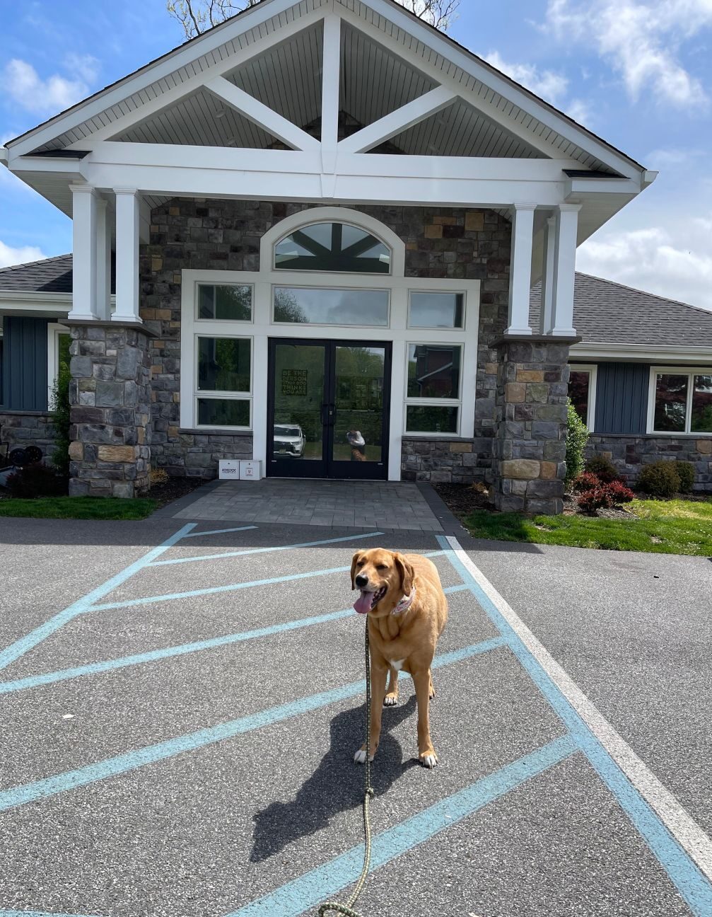 a dog in front of hospital's building