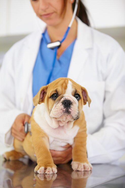 a vet uses a stethoscope to check a puppy