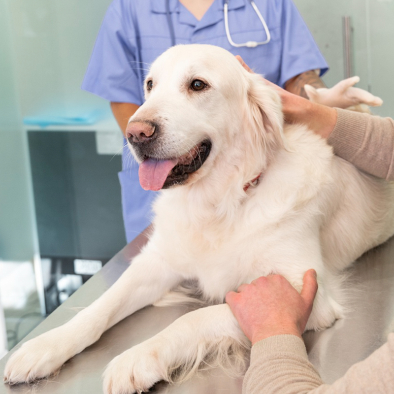 dog at vet clinic