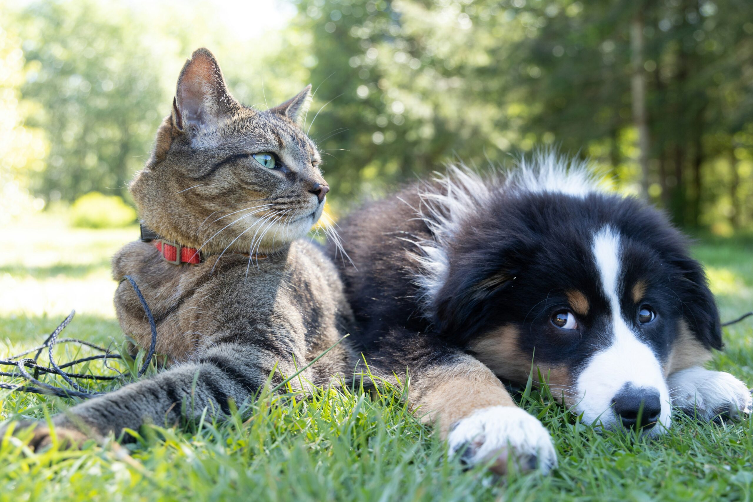 andrew-s-ouo1hbizWwo-unsplash (2) Dog and cat laying on the ground