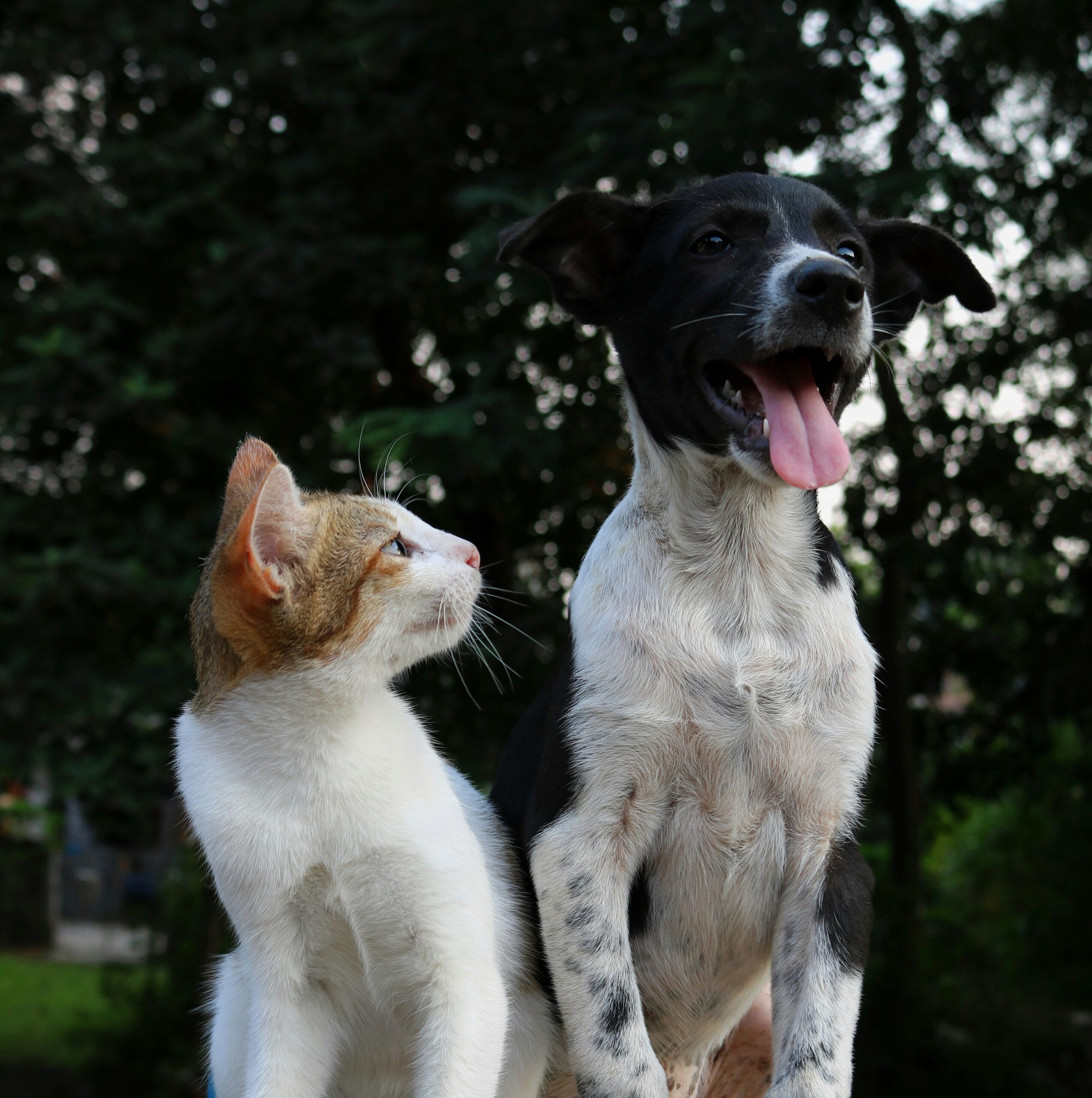 Dog and cat sitting together.