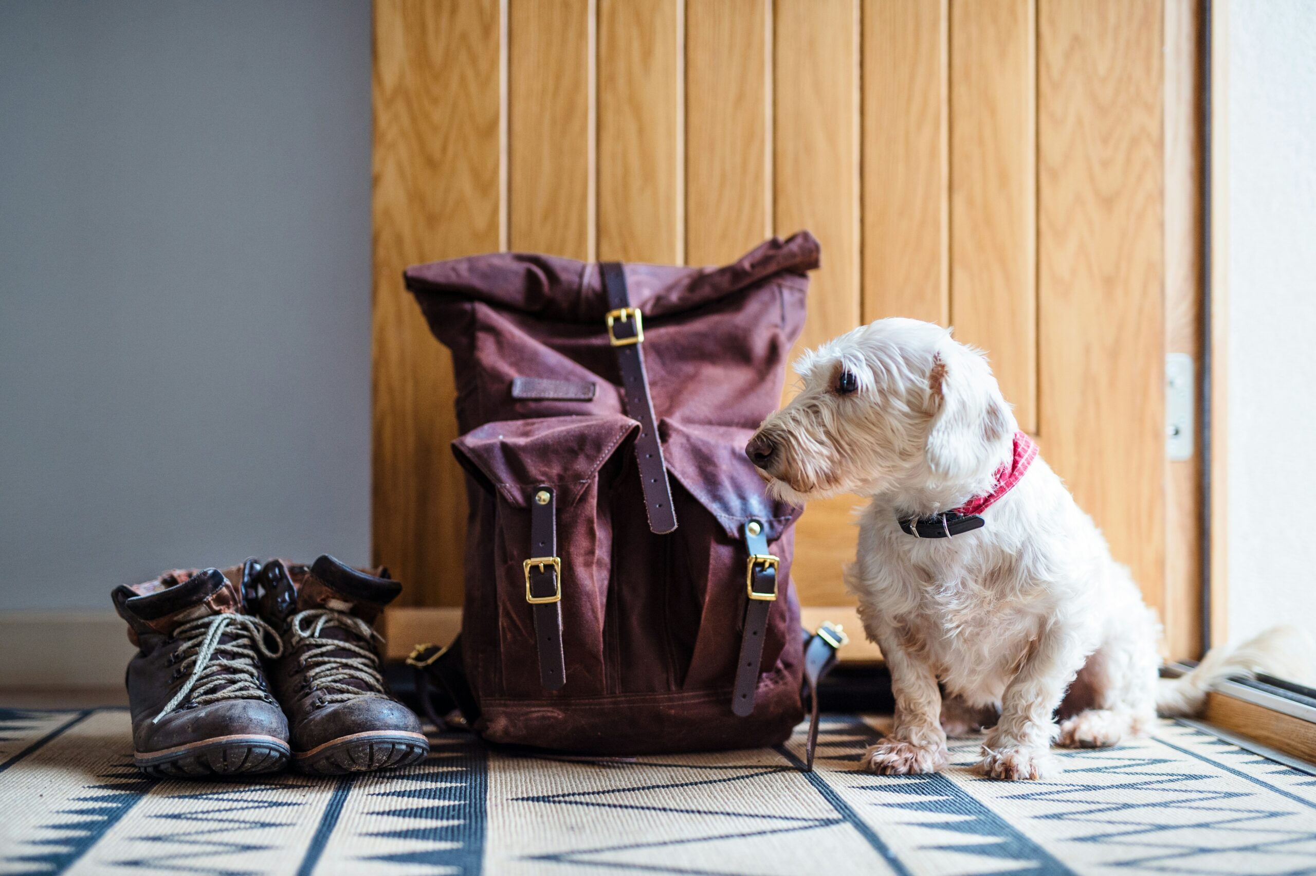getty-images-V8RI7kte3mw-unsplash A dog standing next to a suitcase ready to travel internationally