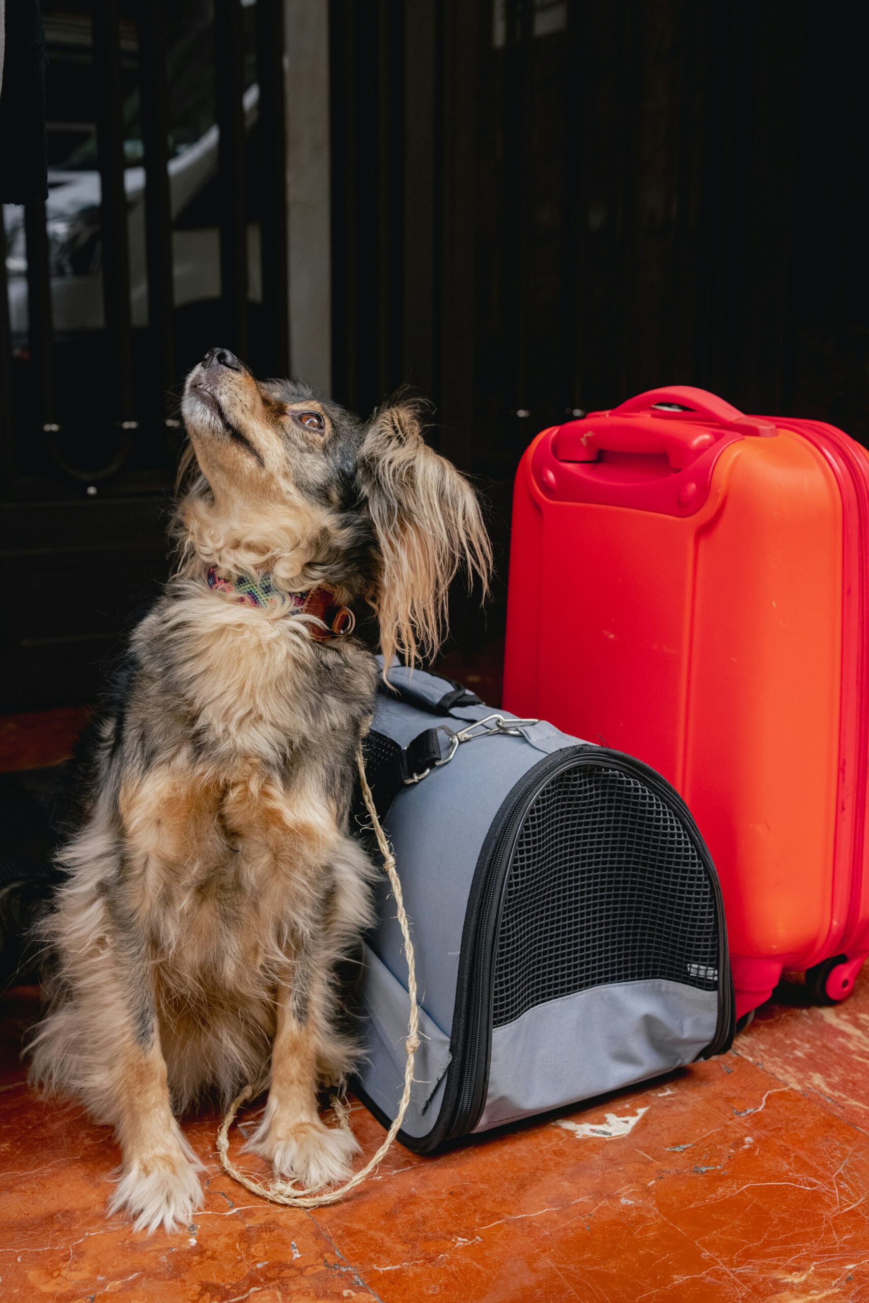 A dog staring at it's owner, waiting to travel abroad
